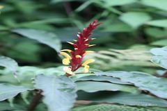 Cautleya spicata